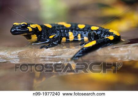 Fire salamander (Salamandra salamandra), Bavaria, Germany. View Large Photo Image Stock Image - Fire salamander (Salamandra salamandra), Bavaria, Germany.. Fotosearch