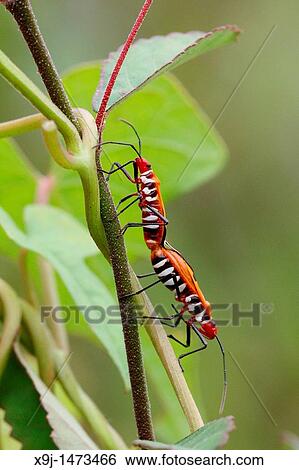 Firebug mating, Borneo. View Large Photo Image Stock Photograph - Firebug mating, Borneo.. Fotosearch