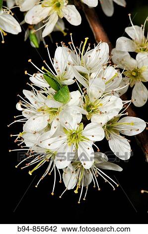 Stock Image - Firethorn (Pyracantha sp. ) flowers. Putget park, Barcelona, Catalonia, Spain. Fotosearch