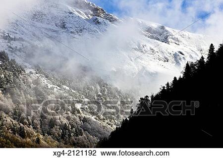 Stock Image - First snow fall - Deciduous forest with fir - Varrados valley - Val d? Aran - Aran - Lleida - Catalonia - Spain - Europe.. Fotosearch