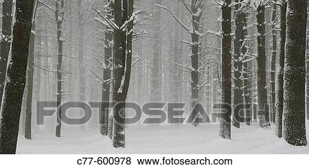 First snow. View Large Photo Image Stock Photo - First snow.. Fotosearch
