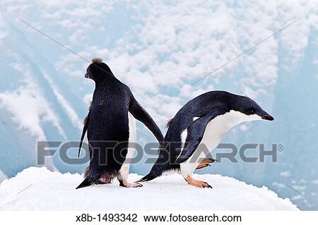 Stock Image - First year Ad? lie penguin Pygoscelis adeliae chicks at breeding colony at Brown Bluff on the eastern side of the Antarctic Peninsula, Antarctica. Fotosearch