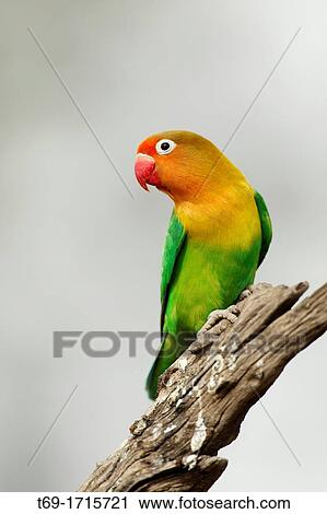 Fischer S Lovebird Agapornis Fischeri Stock Image T69 1715721 Fotosearch