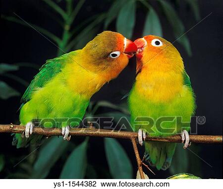 Fischer's Lovebird, agapornis fischeri, Adults standing on Branch View Large Photo Image Stock Image - Fischer's Lovebird, agapornis fischeri, Adults standing on Branch. Fotosearch