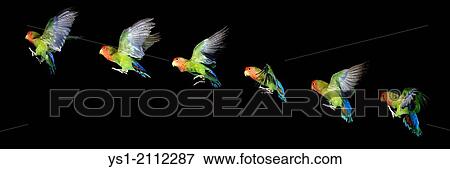 Stock Photo - Fischer's Lovebird, agapornis fischeri, in flight, Movement Sequence.. Fotosearch