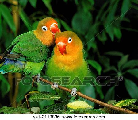 Stock Photograph - Fischer's Lovebird, agapornis fischeri, Pair Grooming.. Fotosearch