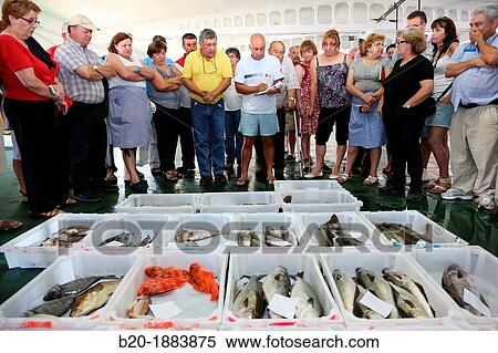 Stock Photography - Fish auction, Fish market, Portonovo, Pontevedra province, Galicia, Spain.. Fotosearch
