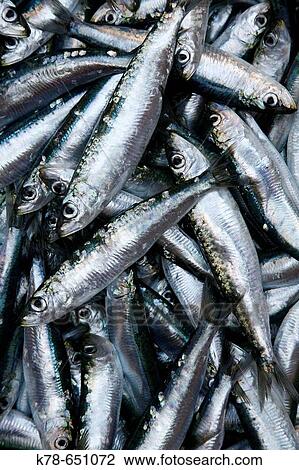 Fish close up at La Pescheria, Catania's fish market. Catania, sicily. View Large Photo Image Stock Image - Fish close up at La Pescheria, Catania's fish market. Catania, sicily.. Fotosearch