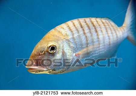 Fish close up Maritime museum Santander Spain. View Large Photo Image Stock Image - Fish close up Maritime museum Santander Spain.. Fotosearch