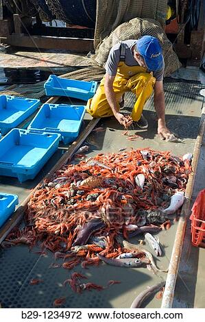 fish collection View Large Photo Image Stock Image - fish collection. Fotosearch