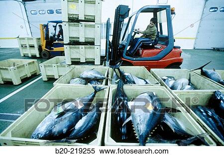 Stock Photography - Fish Exchange. Getaria. Guipzcoa. Euskadi. Spain. Fotosearch