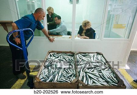 Fish exchange. Getaria. Spain View Large Photo Image Stock Photograph - Fish exchange. Getaria. Spain. Fotosearch
