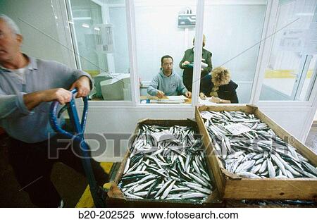 Fish exchange. Getaria. Spain View Large Photo Image Stock Photography - Fish exchange. Getaria. Spain. Fotosearch