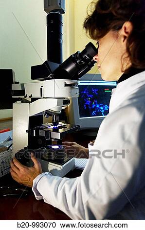FISH (Fluorescent in situ hybridization) technique to detect the deletion of a small piece of chromosome 22 (DiGeorge's syndrome), Laboratory of genetics, Cytogenetics. Hospital Policlinica Gipuzkoa, San Sebastian, Donostia, Euskadi, Spain View Large Photo Image Stock Image - FISH (Fluorescent in situ hybridization) technique to detect the deletion of a small piece of chromosome 22 (DiGeorge's syndrome), Laboratory of genetics, Cytogenetics. Hospital Policlinica Gipuzkoa, San Sebastian, Donostia, Euskadi, Spain. Fotosearch