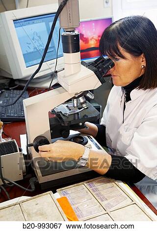 FISH (Fluorescent in situ hybridization) technique to detect the deletion of a small piece of chromosome 22 (DiGeorge's syndrome), Laboratory of genetics, Cytogenetics. Hospital Policlinica Gipuzkoa, San Sebastian, Donostia, Euskadi, Spain View Large Photo Image Stock Photo - FISH (Fluorescent in situ hybridization) technique to detect the deletion of a small piece of chromosome 22 (DiGeorge's syndrome), Laboratory of genetics, Cytogenetics. Hospital Policlinica Gipuzkoa, San Sebastian, Donostia, Euskadi, Spain. Fotosearch