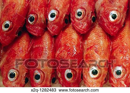 Stock Image - Fish for sale at the Tsukiji fish market Tokyo. Fotosearch