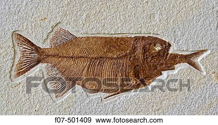 Fish Fossil - Phareodus Aspiration - Phareodus eating Knightia - Lincoln County - Wyoming - USA - 50 million years old- View Large Photo Image Stock Photo - Fish Fossil - Phareodus Aspiration - Phareodus eating Knightia - Lincoln County - Wyoming - USA - 50 million years old-. Fotosearch
