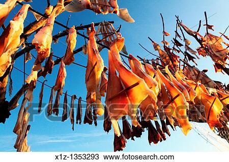 Fish hanged to dry at sun in a tree called Sabina in the island of Formentera Spain The dried fish Peix Sec is a typical recipe of the Balearic gastronomy View Large Photo Image Stock Image - Fish hanged to dry at sun in a tree called Sabina in the island of Formentera Spain The dried fish Peix Sec is a typical recipe of the Balearic gastronomy. Fotosearch