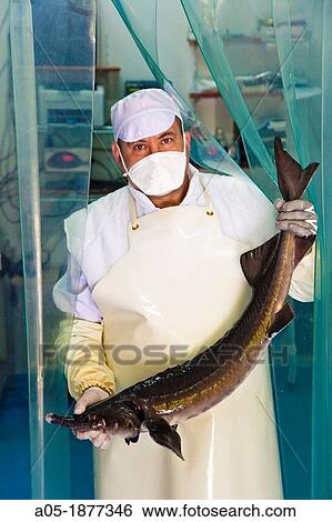 Fish hatchery of Les, man with sturgeon, Aran Valley, Pyrenees, Lleida province, Catalonia, Spain View Large Photo Image Stock Photograph - Fish hatchery of Les, man with sturgeon, Aran Valley, Pyrenees, Lleida province, Catalonia, Spain. Fotosearch