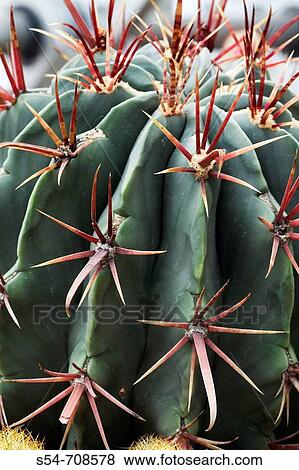 Fish-Hook Barrel cactus, native to Mexico (Ferocactus latispinus, fam. Cactaceae) View Large Photo Image Stock Photo - Fish-Hook Barrel cactus, native to Mexico (Ferocactus latispinus, fam. Cactaceae). Fotosearch