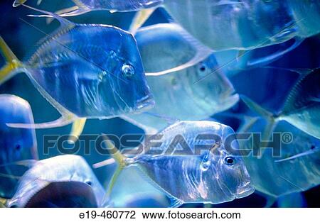 Fish in aquarium. Bahamas View Large Photo Image Stock Image - Fish in aquarium. Bahamas. Fotosearch