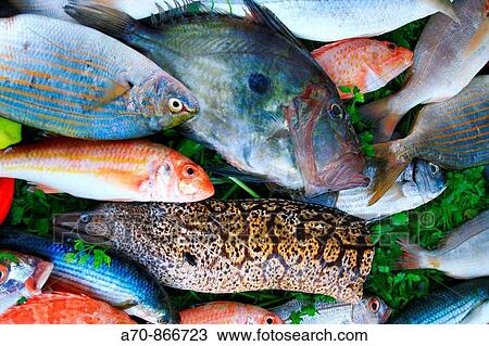 Fish in market. Agadir Morocco View Large Photo Image Stock Image - Fish in market. Agadir Morocco. Fotosearch