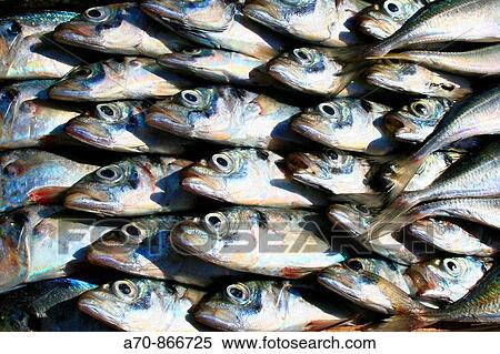 Fish in market. Agadir Morocco View Large Photo Image Stock Photography - Fish in market. Agadir Morocco. Fotosearch