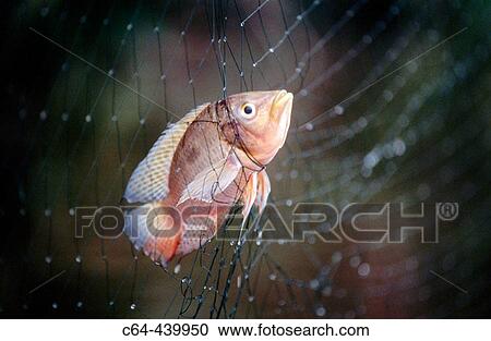 Fish in net. Araucaria Co-operation project, Peru View Large Photo Image Stock Image - Fish in net. Araucaria Co-operation project, Peru. Fotosearch
