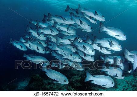 Fish in Sipadan, Borneo, Malaysia View Large Photo Image Stock Image - Fish in Sipadan, Borneo, Malaysia. Fotosearch