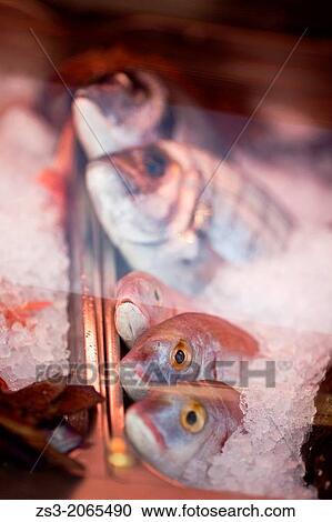 Stock Image - Fish in the freezer, Naxos, Cyclades Islands, Greek Islands, Greece, Europe.. Fotosearch