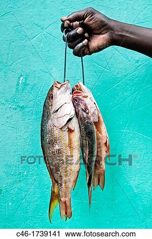 Fish, La Havana, Cuba. View Large Photo Image Stock Image - Fish, La Havana, Cuba.. Fotosearch
