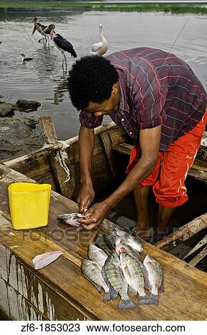 Stock Image - Fish Market at Lake Awassa in Awassa Ethiopia Africa fisherman preparing fish for sale at lake 31. Fotosearch