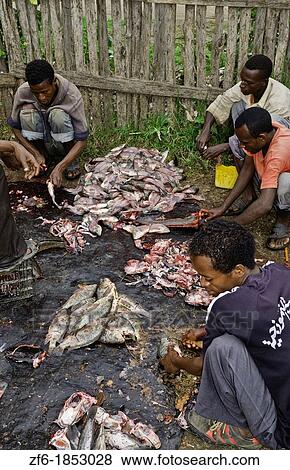 Stock Photo - Fish Market at Lake Awassa in Awassa Ethiopia Africa with fishermen preparing fish for sale at lake 31. Fotosearch