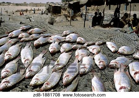 Stock Photo - fish market in tombuctu. Fotosearch