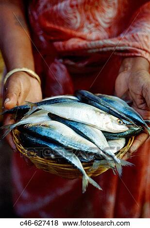 Stock Photo - Fish market. Panaji. Goa. India. Fotosearch