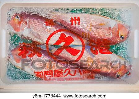 Fish on ice, Tsukiji Fish Market, Tokyo, Japan View Large Photo Image Picture - Fish on ice, Tsukiji Fish Market, Tokyo, Japan. Fotosearch