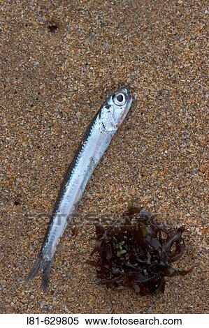 Fish on La Griega beach, Colunga. Asturias, Spain View Large Photo Image Stock Photography - Fish on La Griega beach, Colunga. Asturias, Spain. Fotosearch