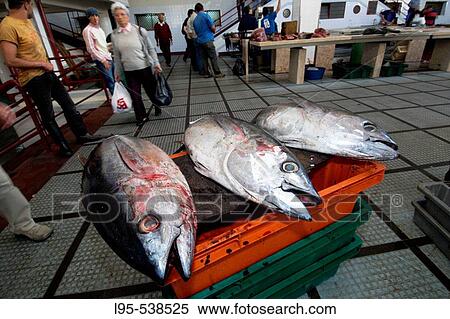 Fish popular exhibition booth at the Fishery lounge of the Mercado dos Lavradores, Funchal, Madeira, Portugal View Large Photo Image Stock Photography - Fish popular exhibition booth at the Fishery lounge of the Mercado dos Lavradores, Funchal, Madeira, Portugal. Fotosearch