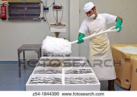 Fish processing factory, sardine fillets, Asturias, Spain View Large Photo Image Stock Image - Fish processing factory, sardine fillets, Asturias, Spain. Fotosearch