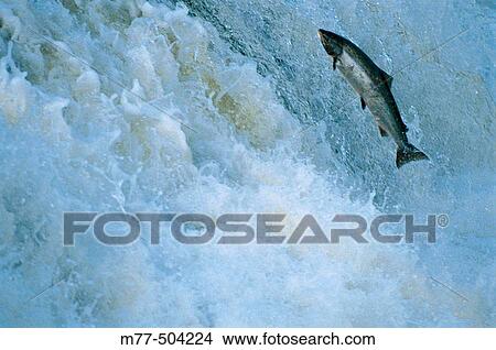 Picture - Fish, (Salmo salar), salmon jumping. Vindel? lven. V? sterbotten. Sweden. Fotosearch