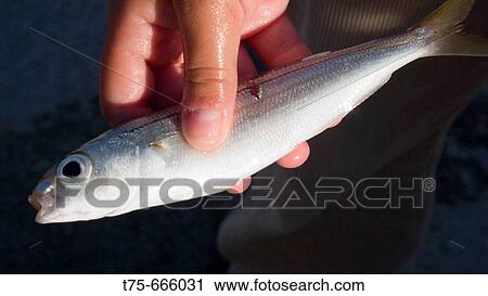 Fish View Large Photo Image Stock Image - Fish. Fotosearch