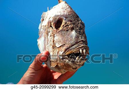 Stock Photo - Fish teeth.. Fotosearch