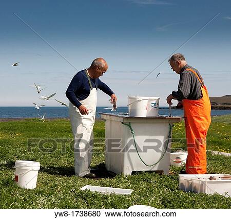 Stock Image - Fisherman cleaning fresh catch of cod, Melrakkasletta, Iceland. Fotosearch