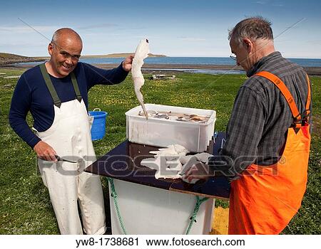 Fisherman cleaning fresh catch of cod, Melrakkasletta, Iceland View Large Photo Image Stock Image - Fisherman cleaning fresh catch of cod, Melrakkasletta, Iceland. Fotosearch