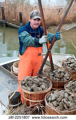 Fisherman picking out oysters on the Chesapeake Bay. View Large Photo Image Stock Photo - Fisherman picking out oysters on the Chesapeake Bay.. Fotosearch