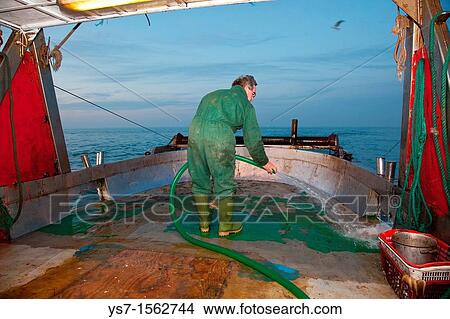 Fishermen at work on a trawler in the north Adriatic sea, Chioggia, Venice province, Italy View Large Photo Image Picture - Fishermen at work on a trawler in the north Adriatic sea, Chioggia, Venice province, Italy. Fotosearch