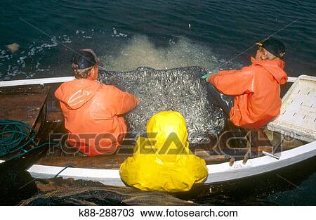 Stock Image - Fishermen catching herrings with traditional methods. Havstenssund. Bohusln, Sweden. Fotosearch