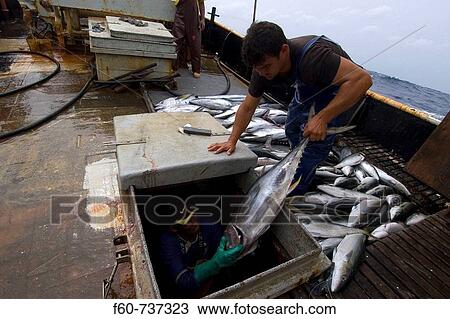 Stock Image - Fishermen lower yellowfin tuna, Thunnus albacares, into freezer, offshore commercial longline tuna fishing, Brazil, Atlantic Ocean. Fotosearch