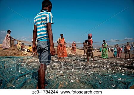 Fishermen removing fish from fishing nets on the beach Puri, Orissa, India View Large Photo Image Picture - Fishermen removing fish from fishing nets on the beach Puri, Orissa, India. Fotosearch