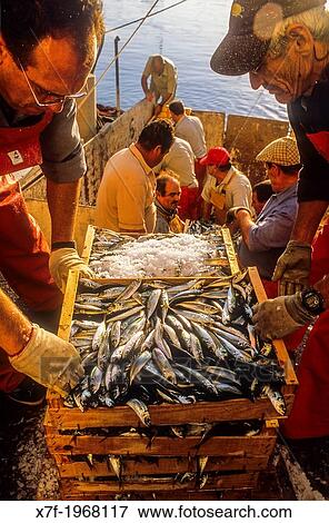 fishermen unloading the catch, in fishing port of Adra. Almeria province, Andalucia, Spain. View Large Photo Image Stock Photo - fishermen unloading the catch, in fishing port of Adra. Almeria province, Andalucia, Spain.. Fotosearch